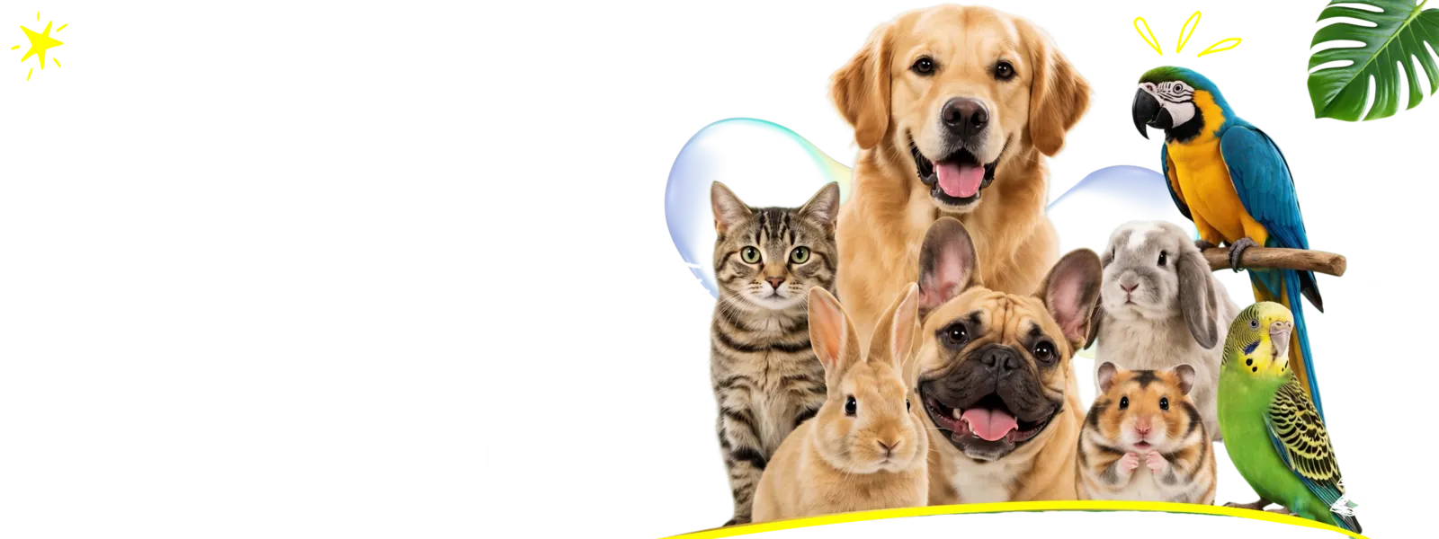 Animaux de compagnie au Maroc — chiens, chats, oiseaux et plus encore